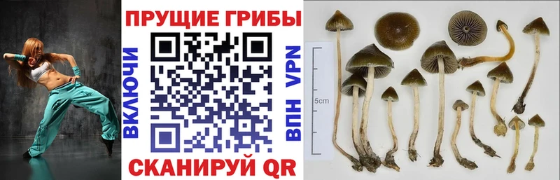 Купить  Далматово  Псилоцибиновые грибы мицелий 